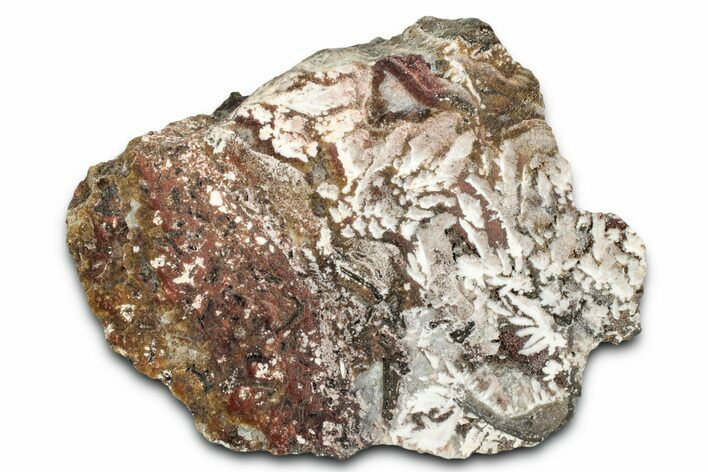 Polished Snow Plume Agate Section - Mexico #338147